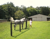 8 year old feeds horse.