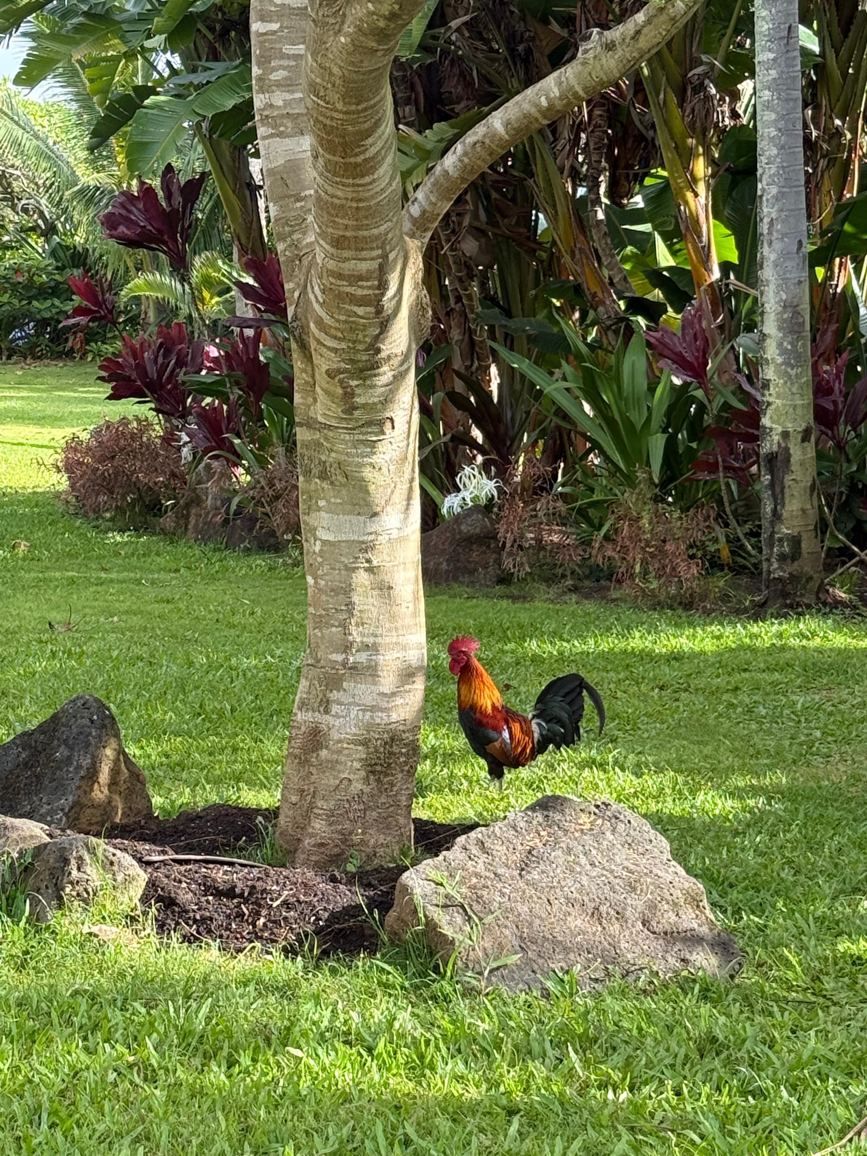 Kaua’i alarm clock 