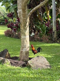 Kaua’i alarm clock