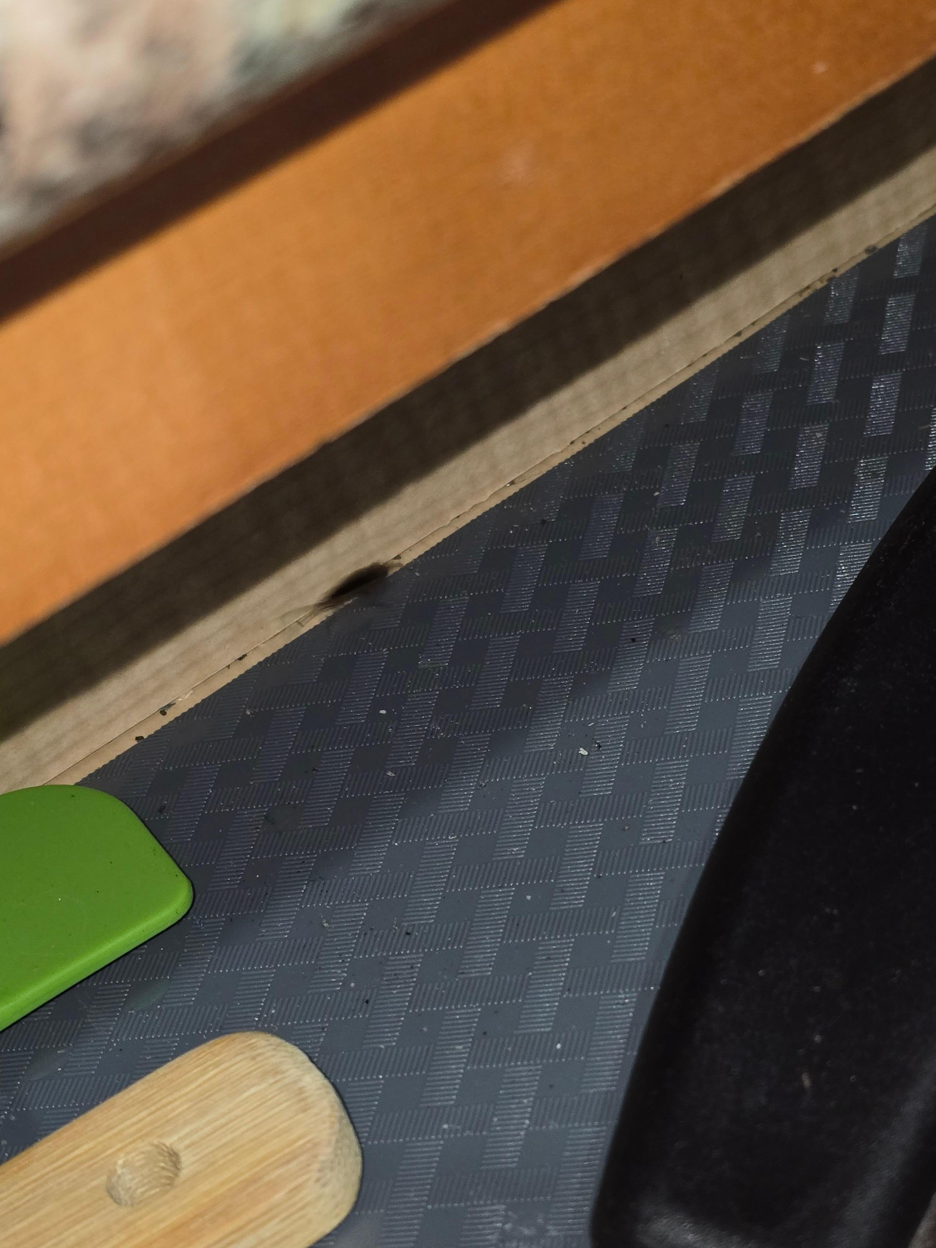 Live roach running in kitchen drawer (this is why it's blurry)