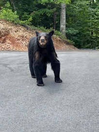 Mama bear walking outside the cabin
