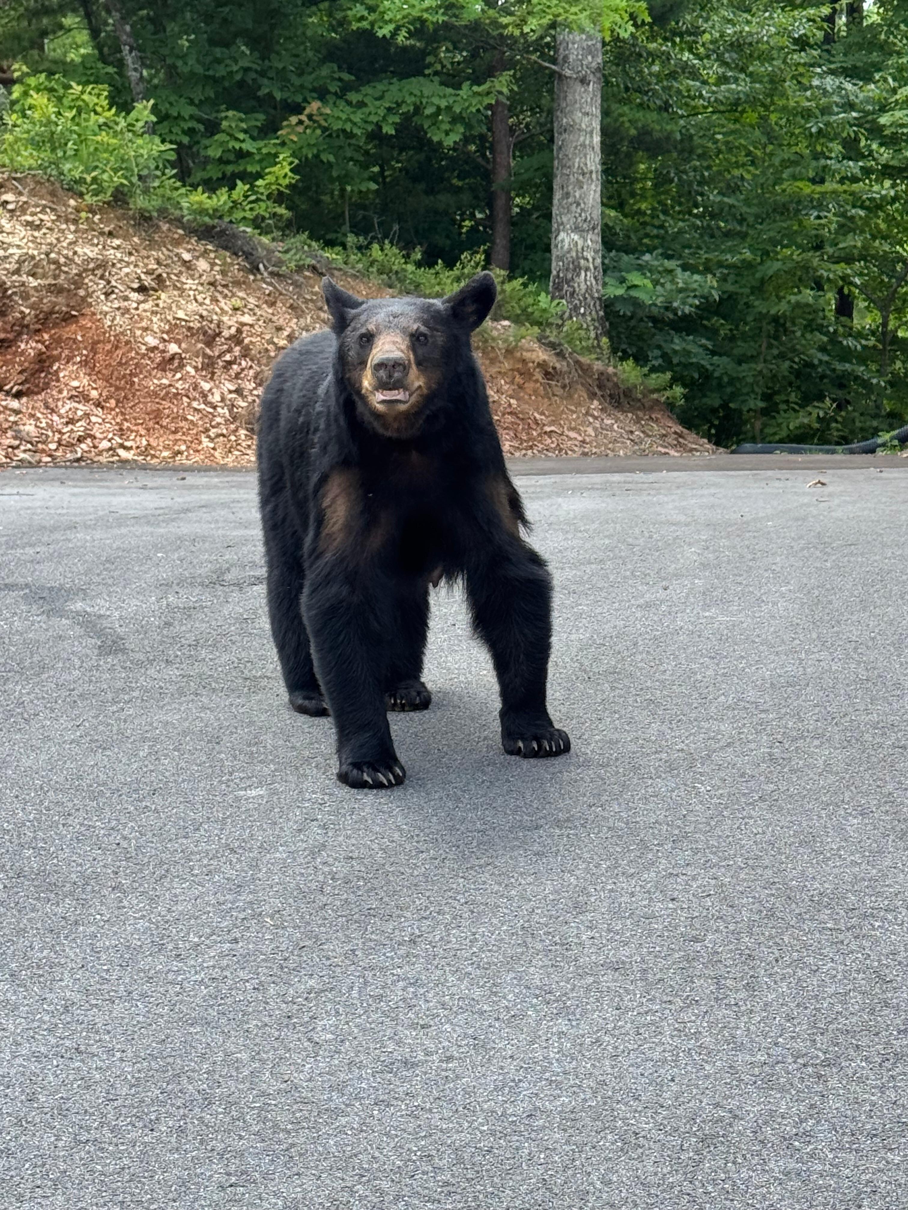 Mama bear walking outside the cabin 