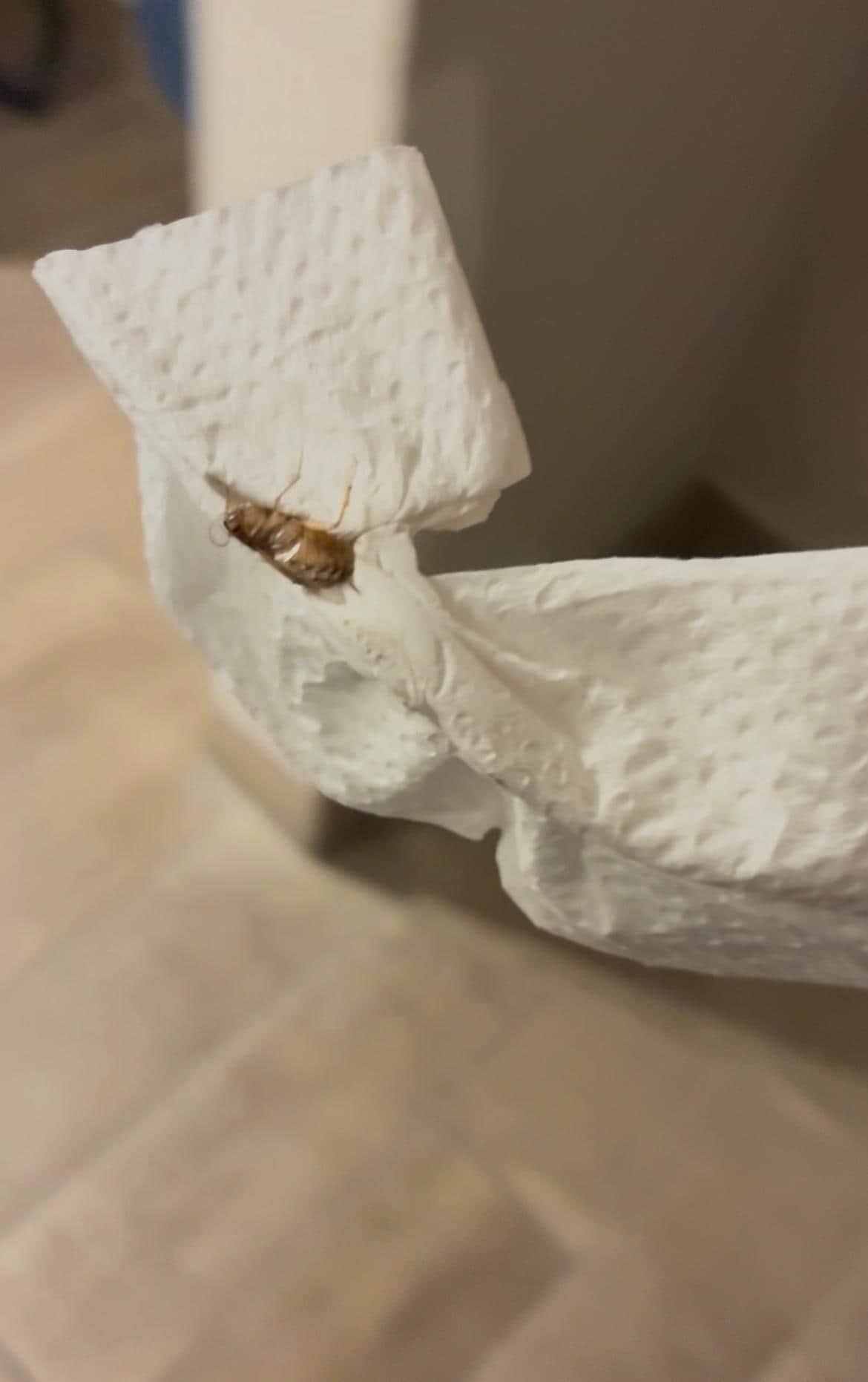 Roaches killed, contained, and taken to the front desk