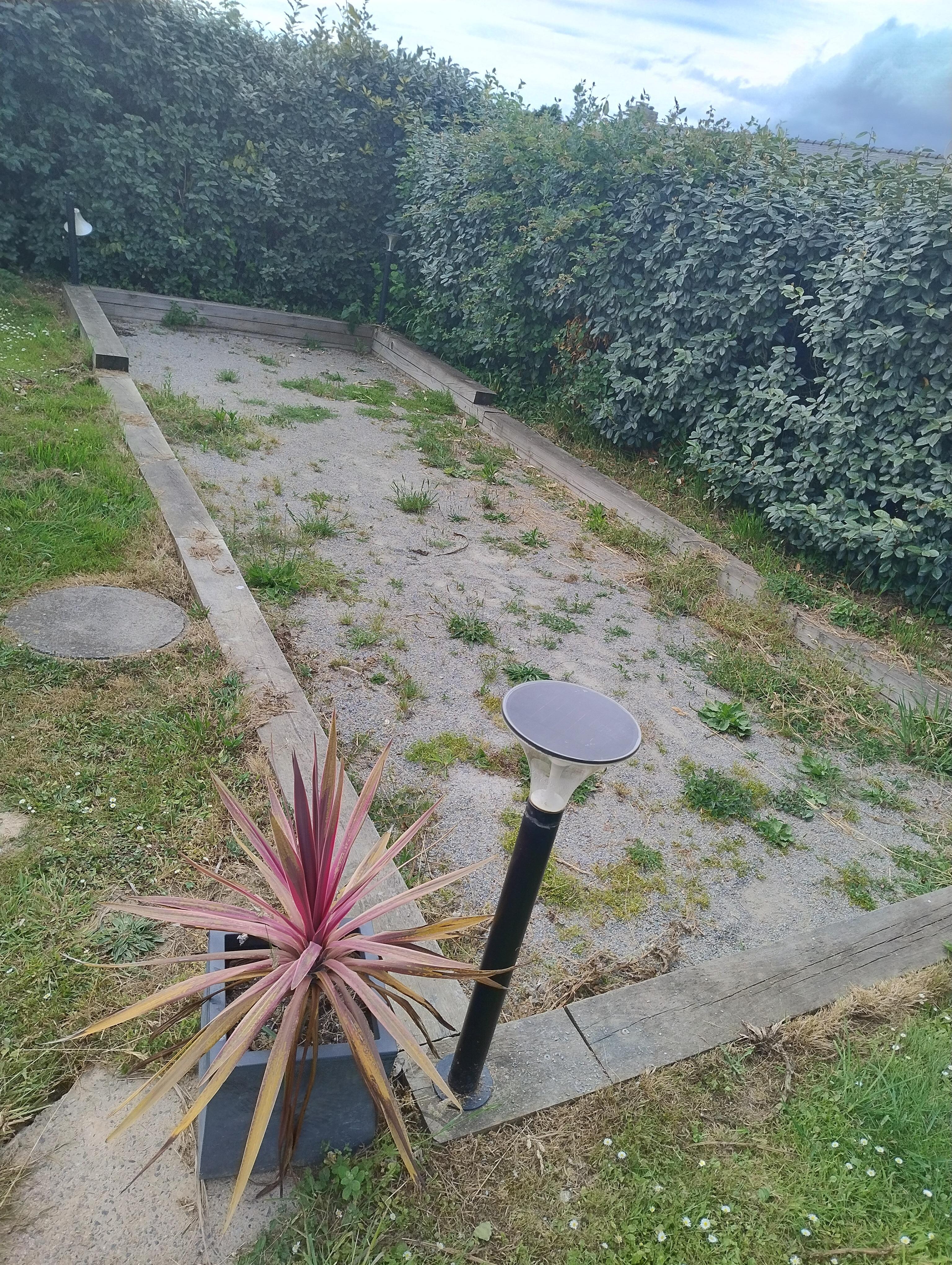 Pétanque pit before we weeded it.