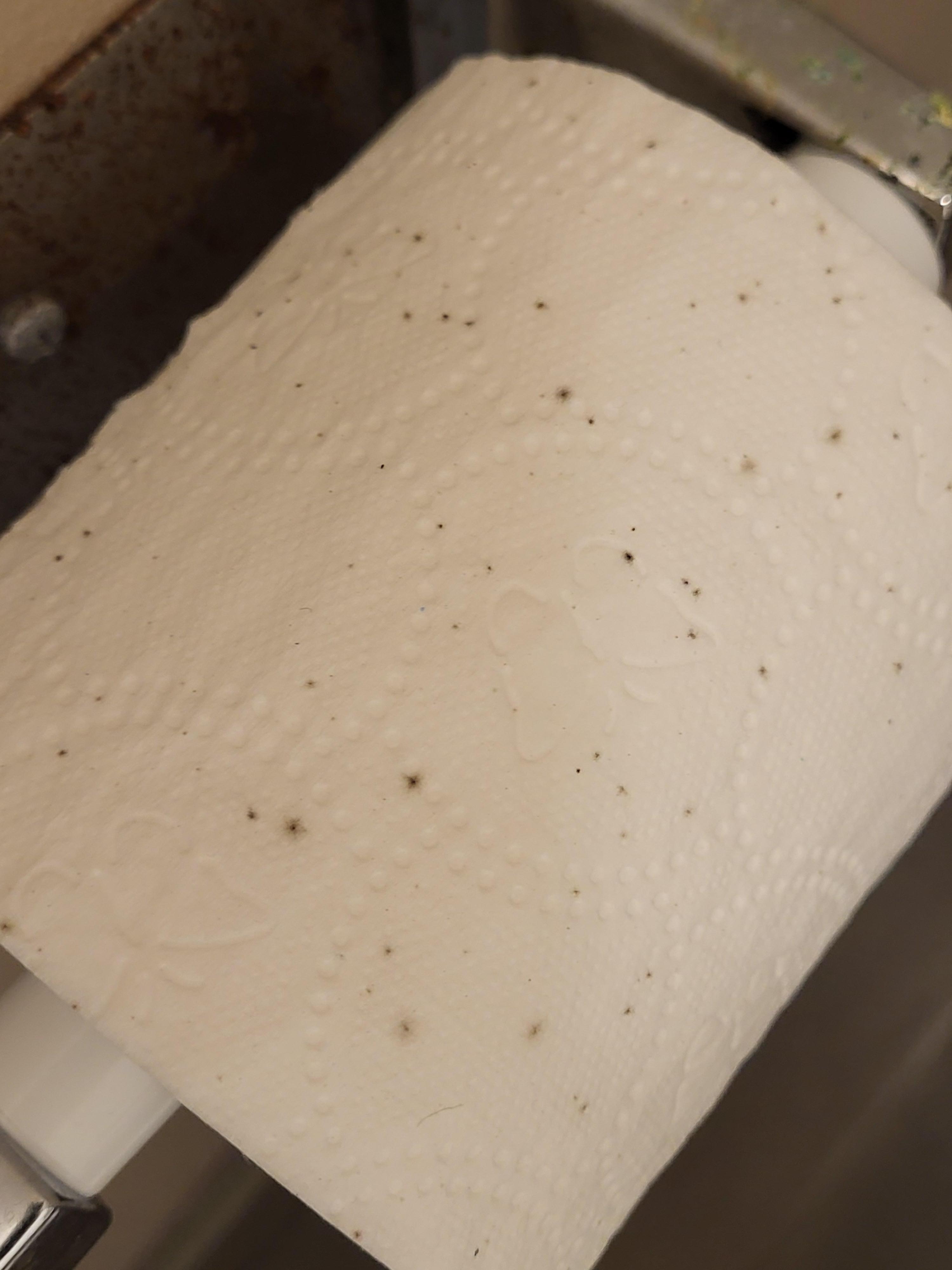 Toilet paper covered in mold