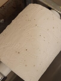 Toilet paper covered in mold