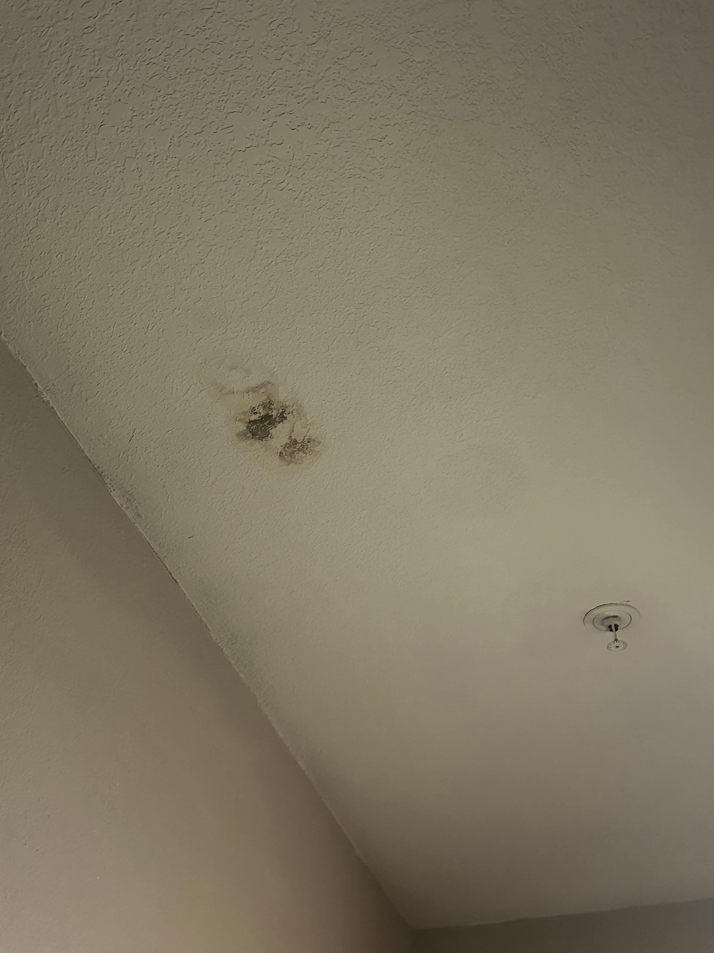 Mold in room
