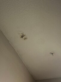 Mold in room