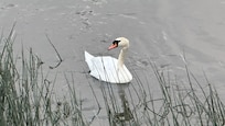 Swan
