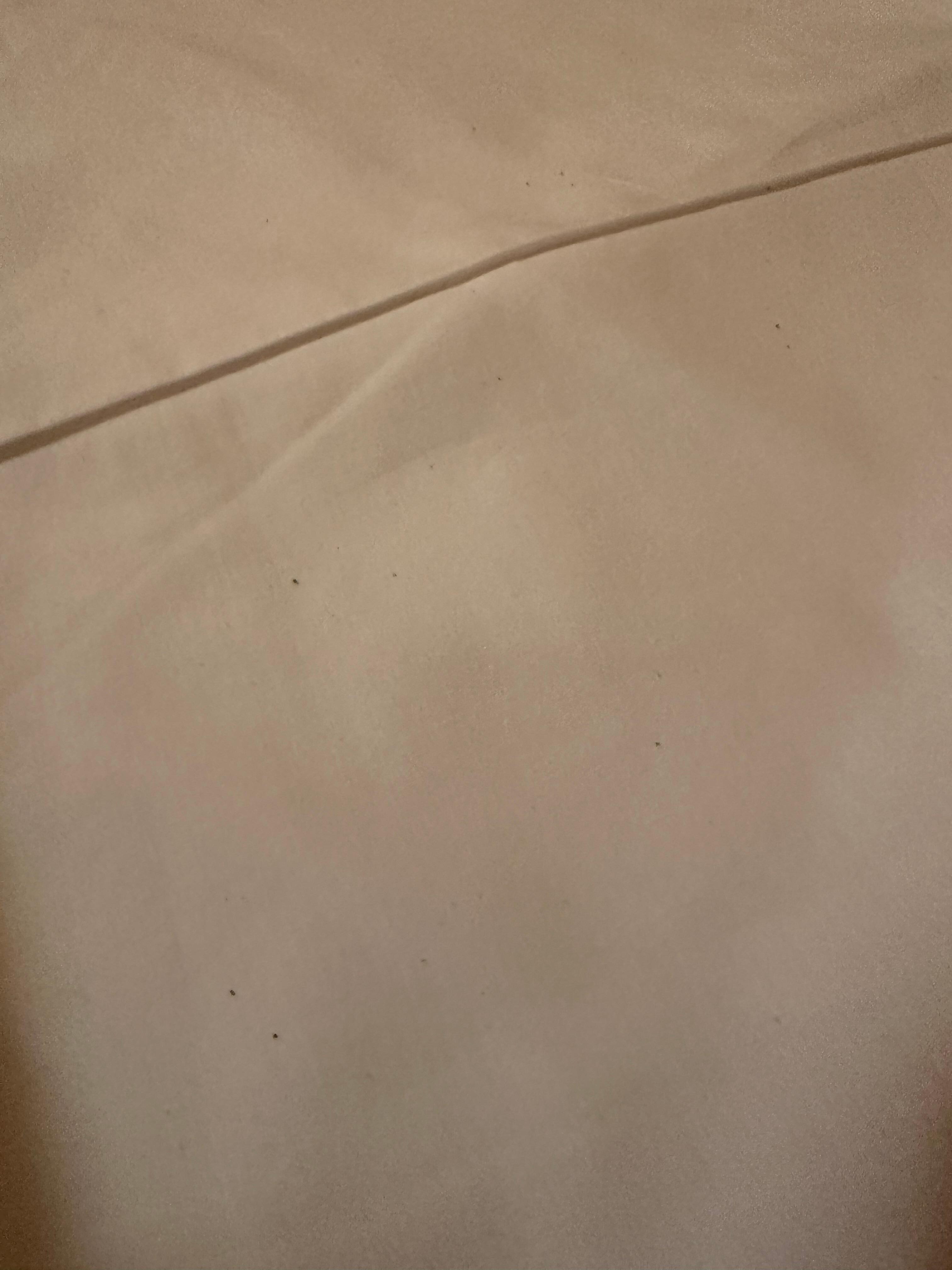 Black specks that are bugs