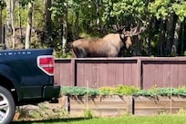 Large male moose⊠just a few doors down.