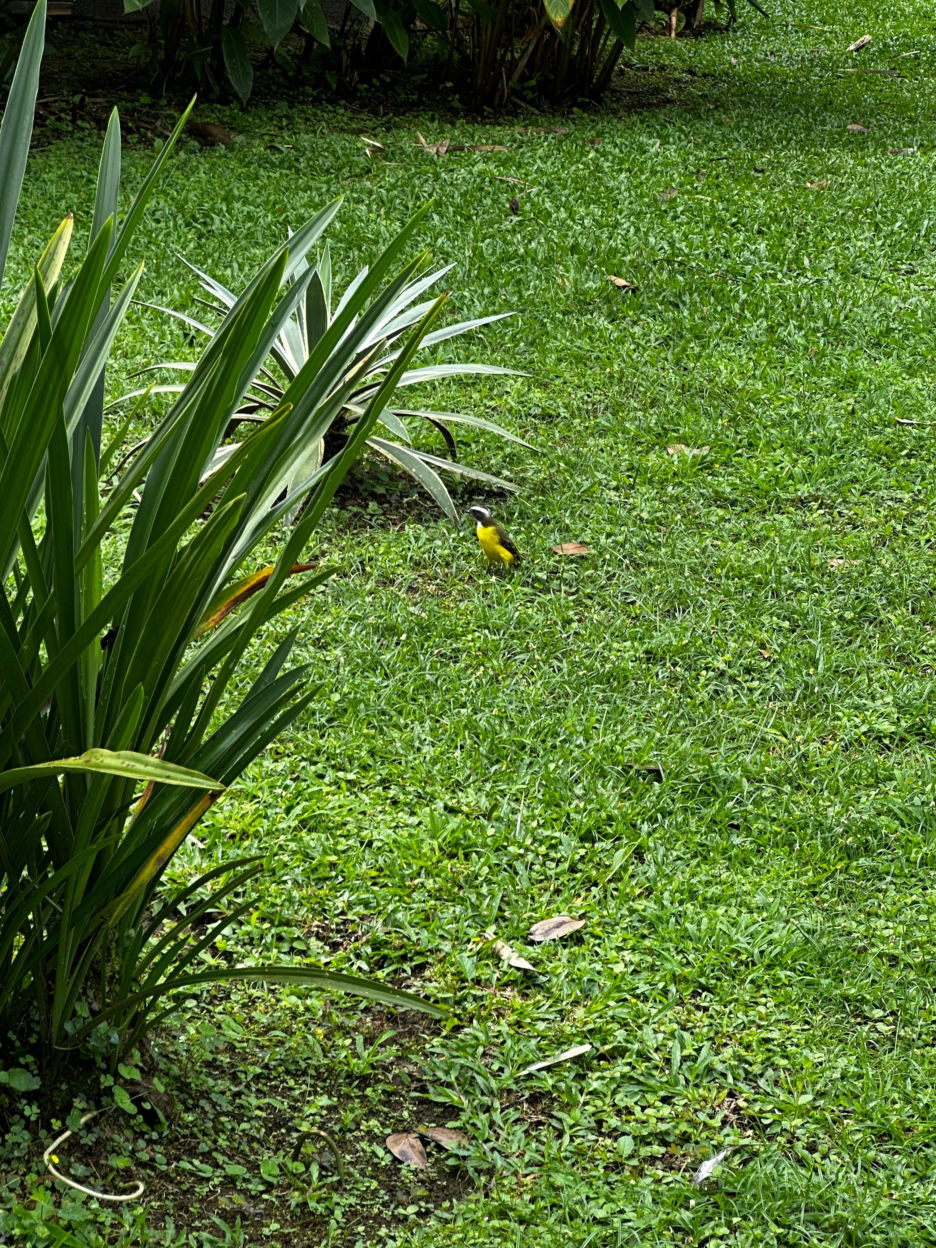 Grounds outside my room door/patio