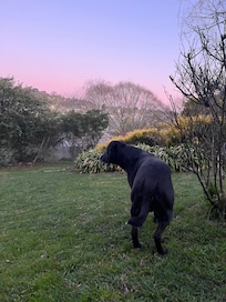 My dog Ajax enjoying the backyard and sunset view 🐾