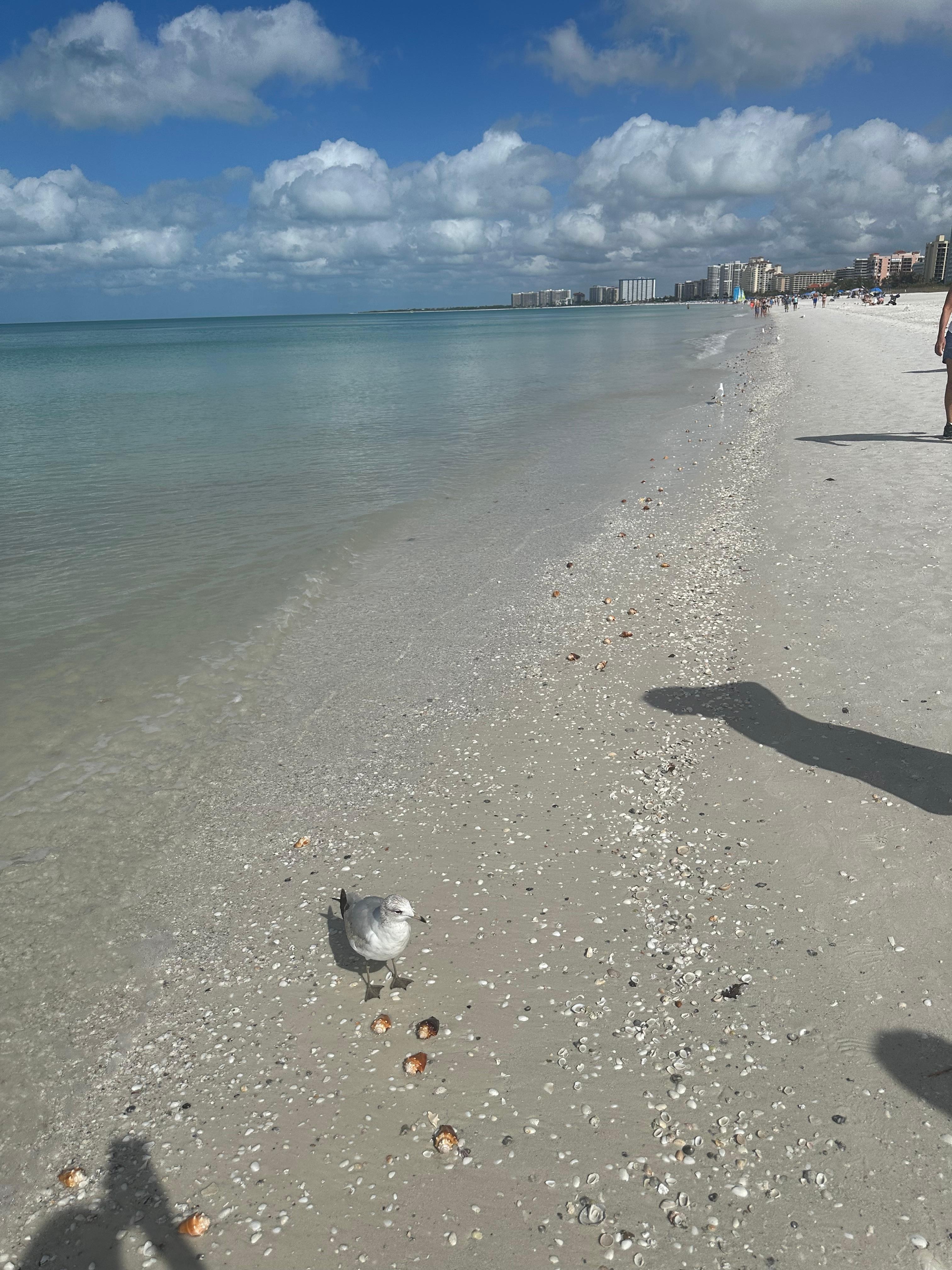 Walking the beach was so wonderful and our adult kids loved how many amazing shells and sand dollars they found! 