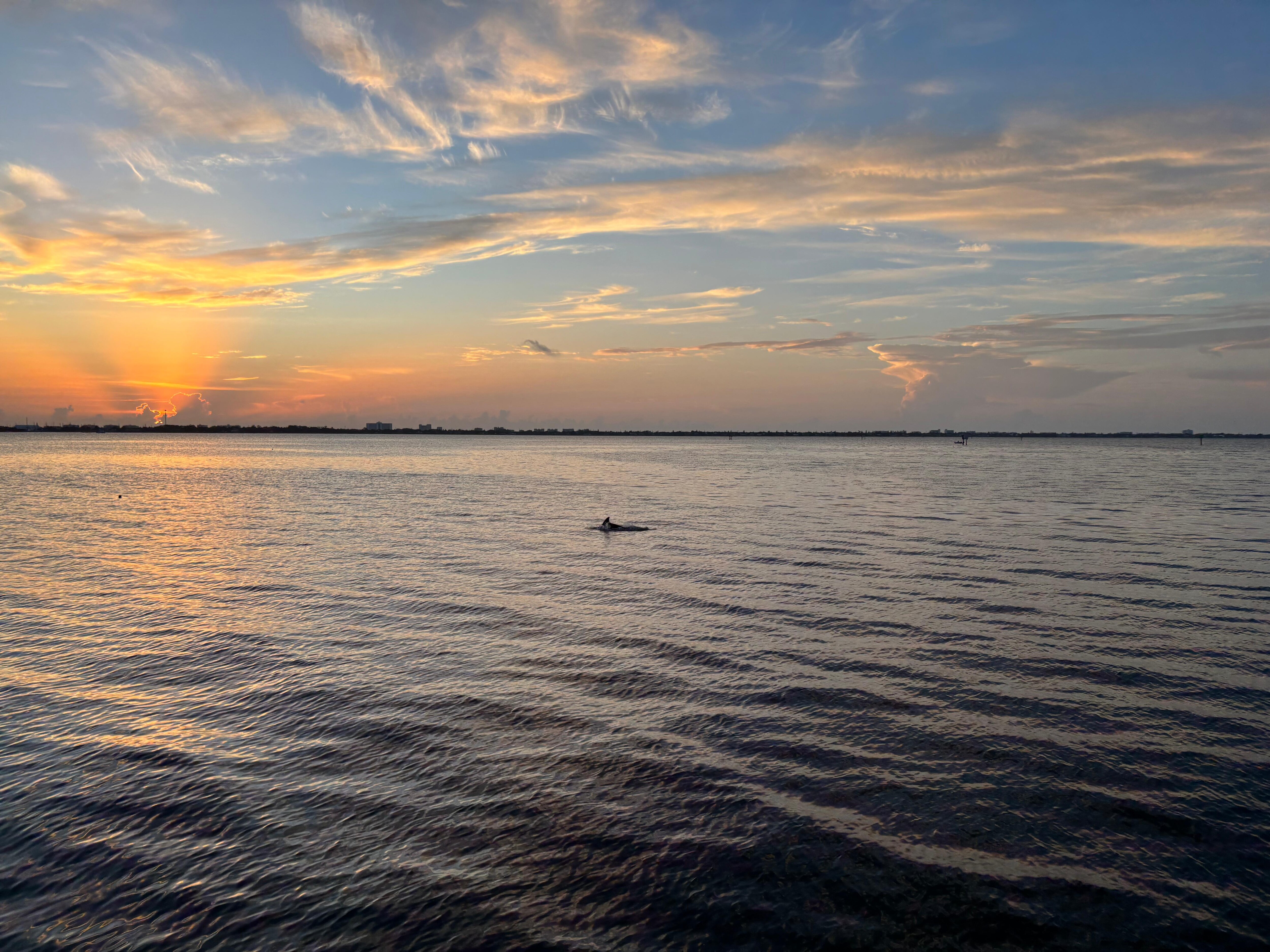 Sunrise with a dolphin feeding near the dock.