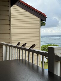 patio view