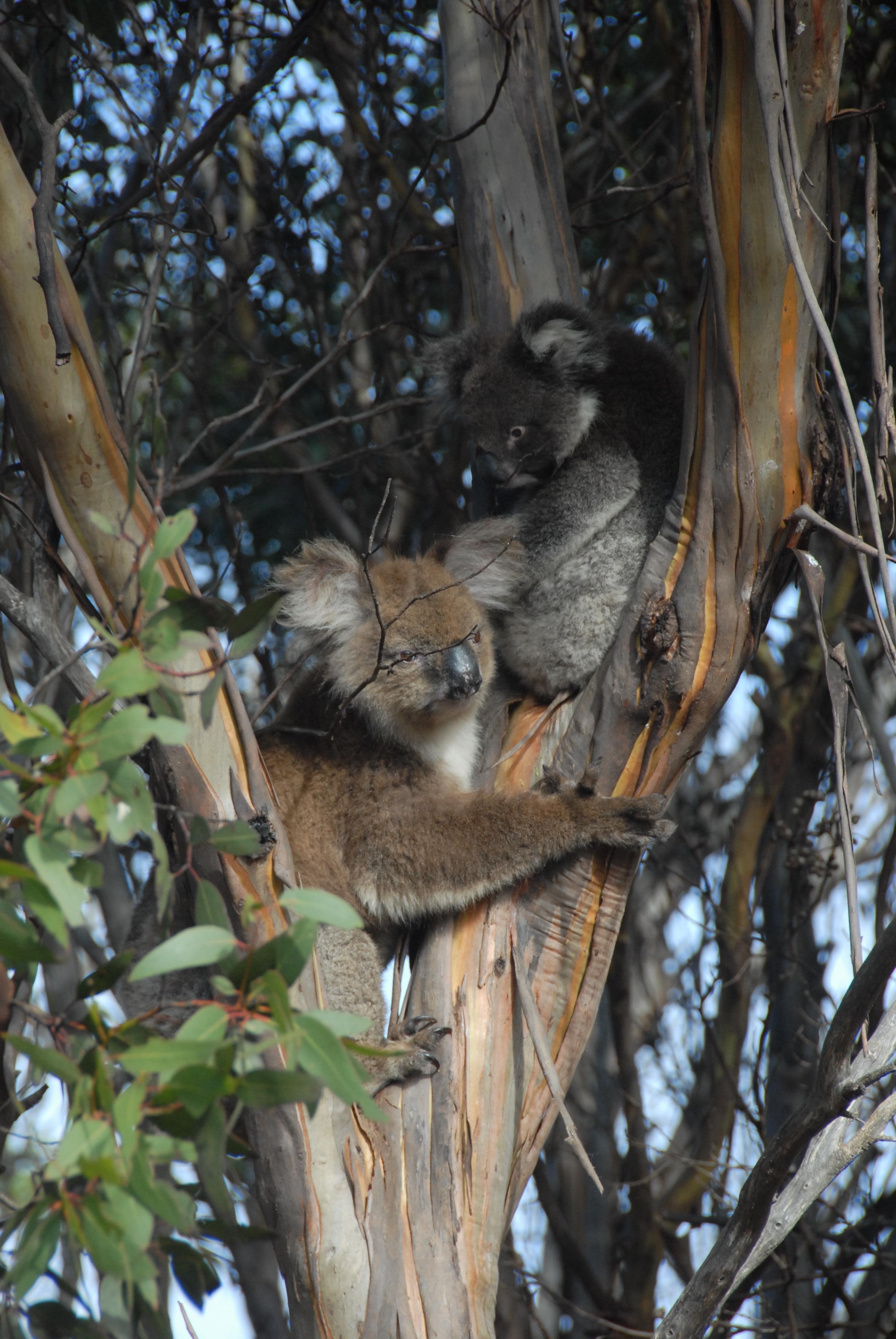 Mother and young koala near the property