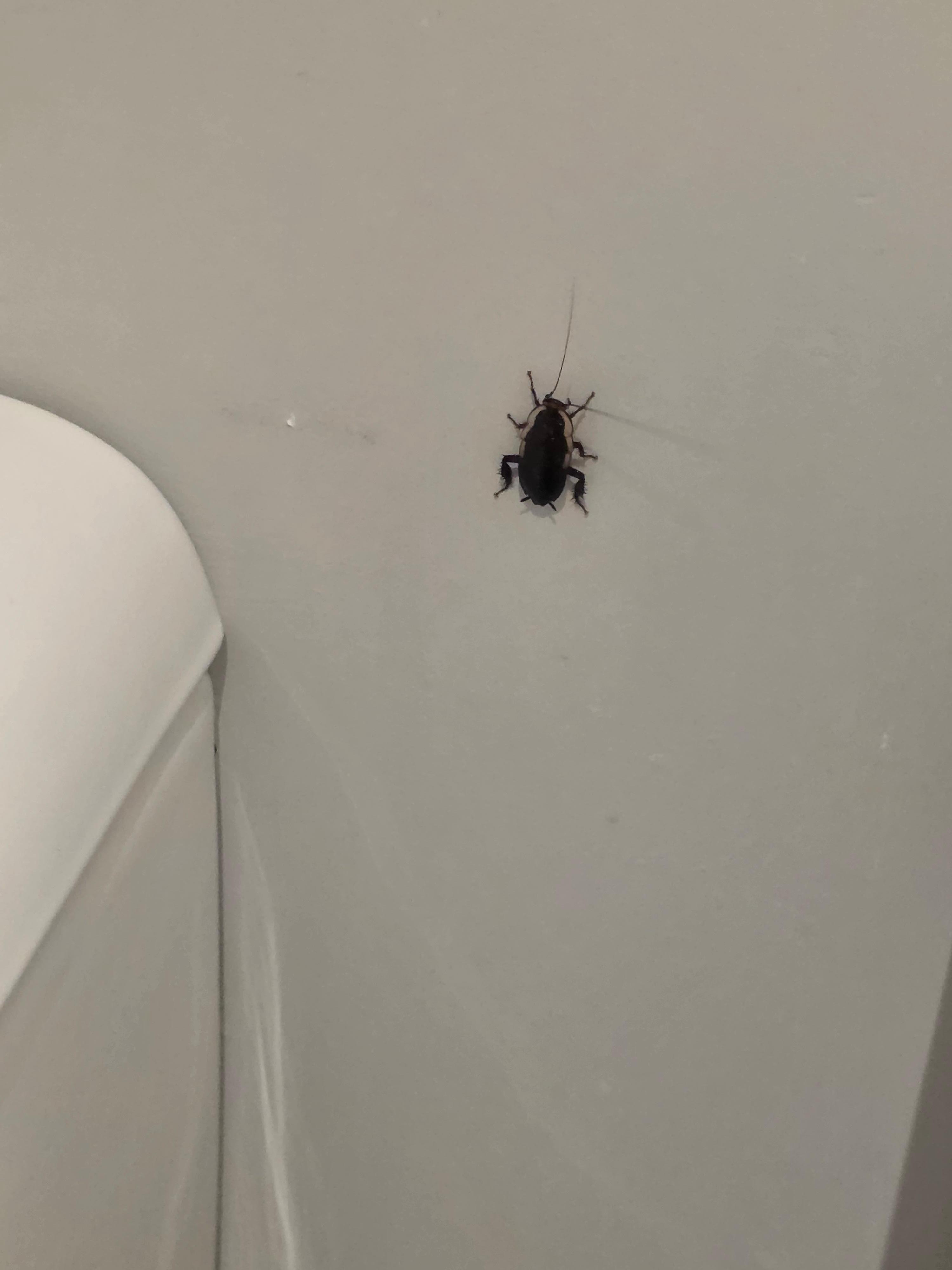 Quite a large cockroach in Ensuite