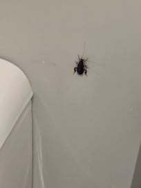 Quite a large cockroach in Ensuite