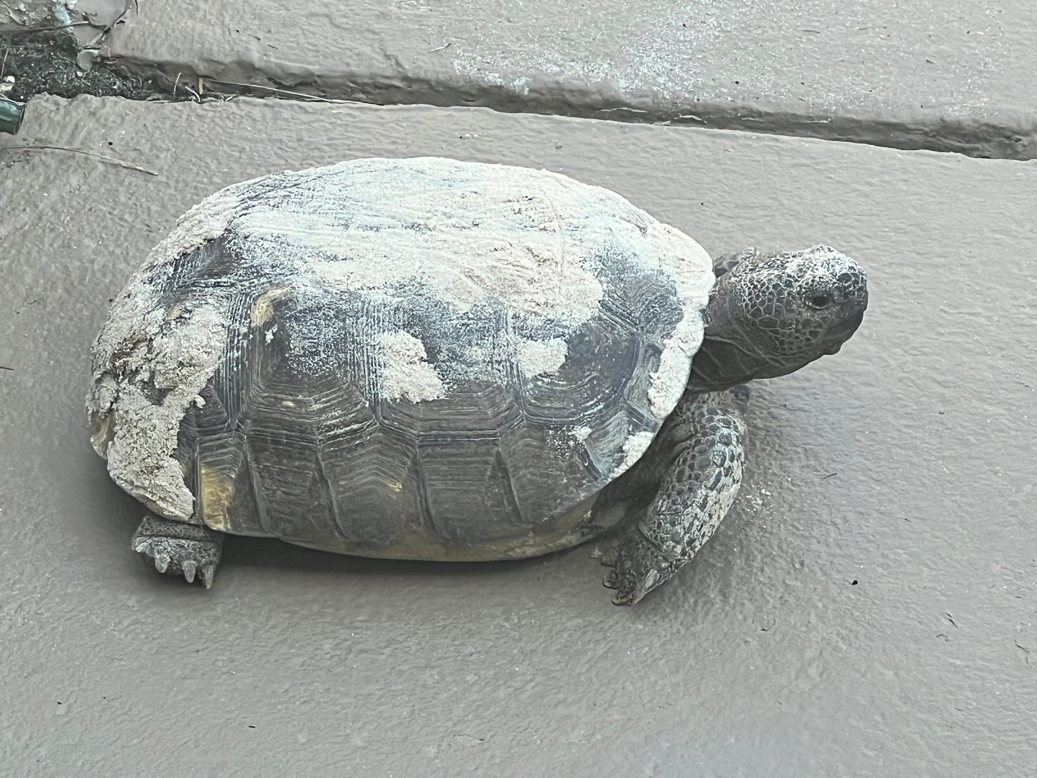 I saw a lot of turtles, rabbits and herons on my morning walks.