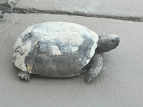 I saw a lot of turtles, rabbits and herons on my morning walks.