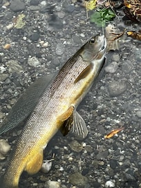 World class Grayling fishing.