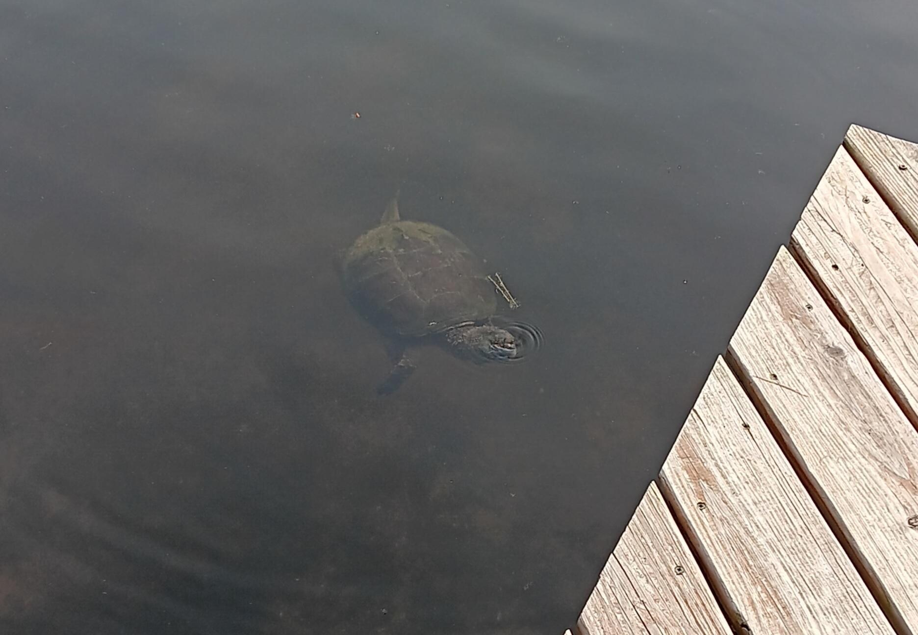 Snapping turtle