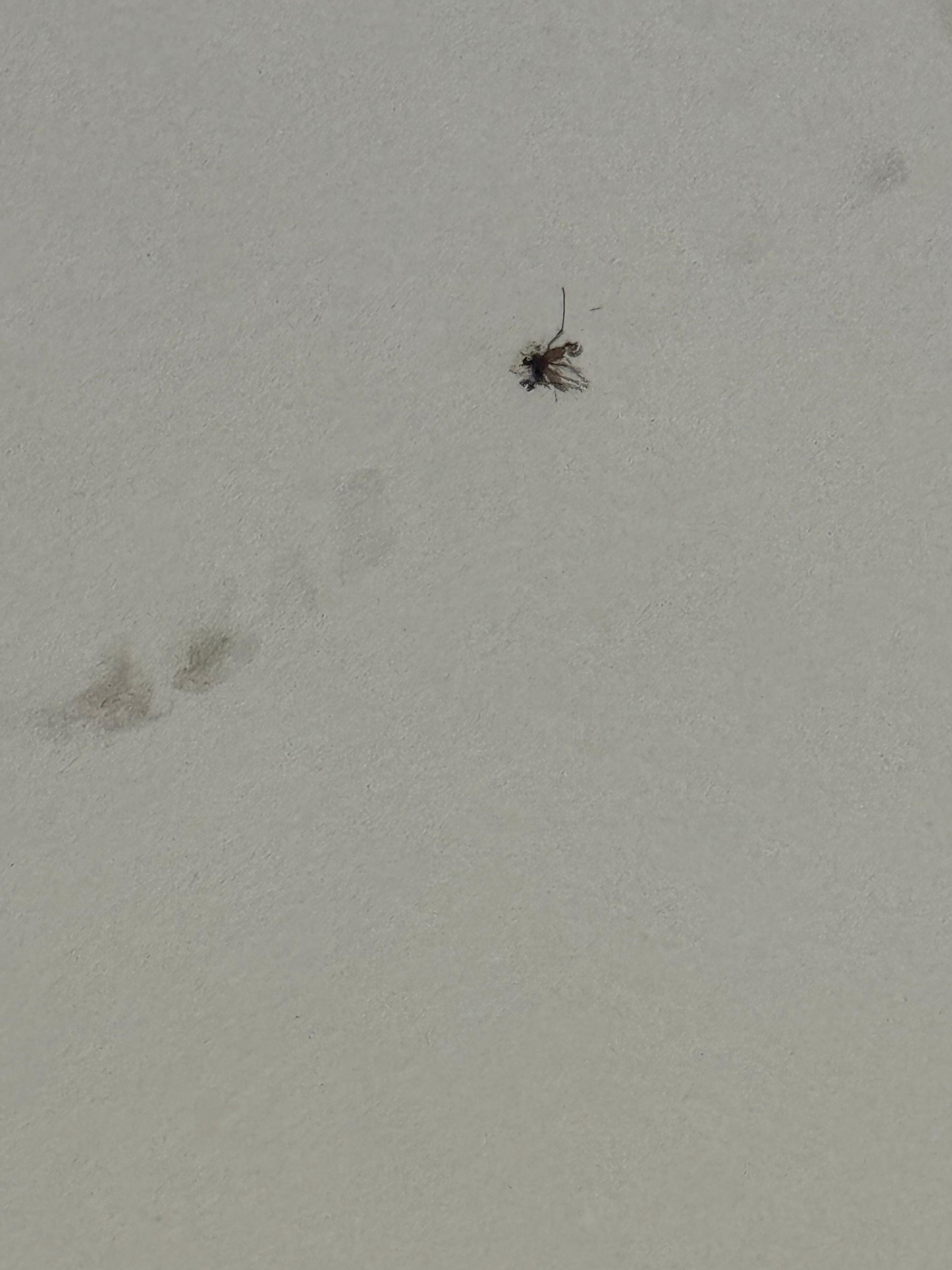 Dead bug on ceiling 