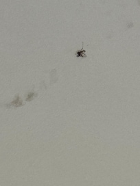 Dead bug on ceiling