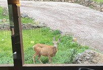 Taken from kitchen window in the front yard