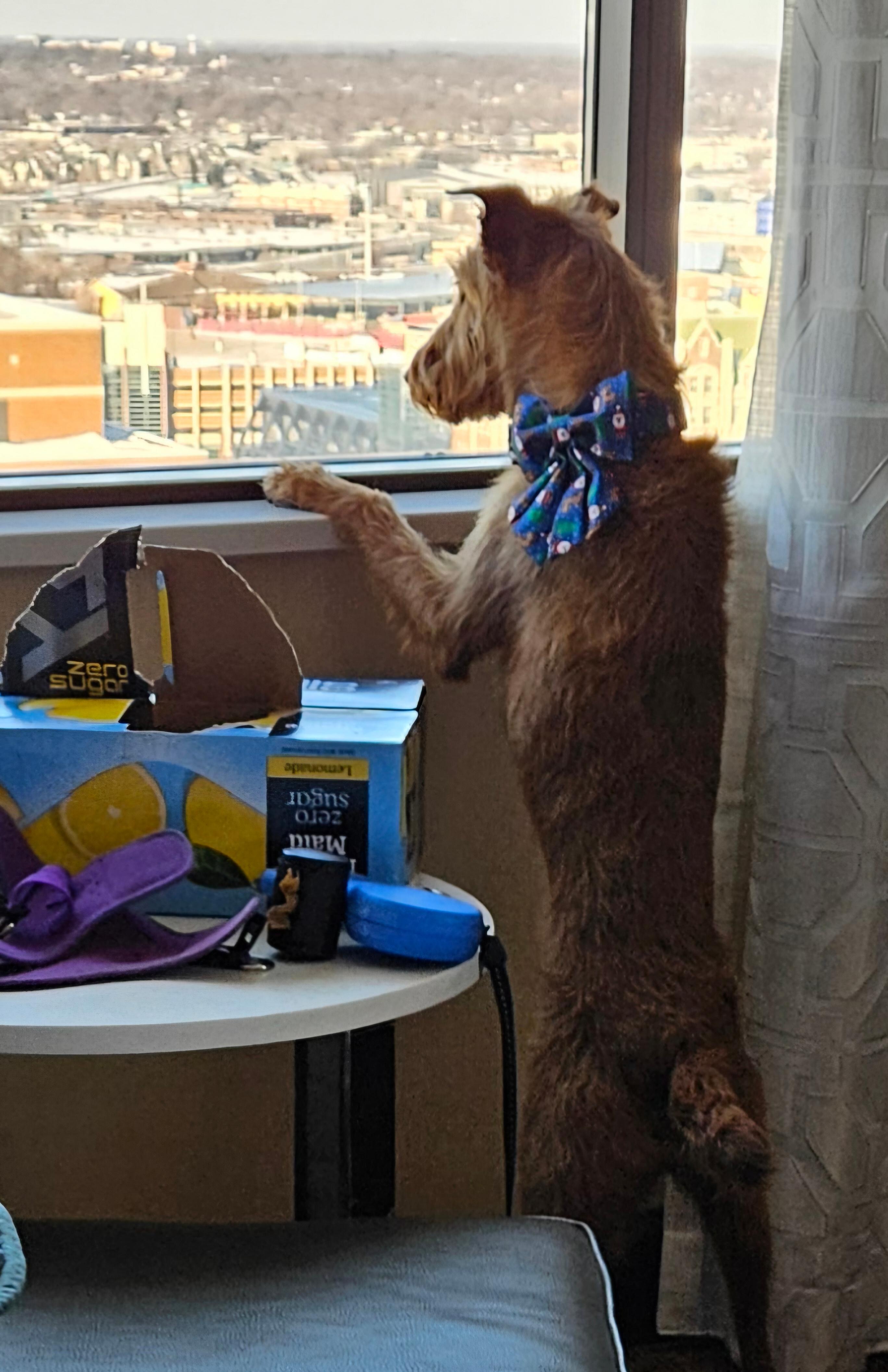 "What a great view!" Clover says!