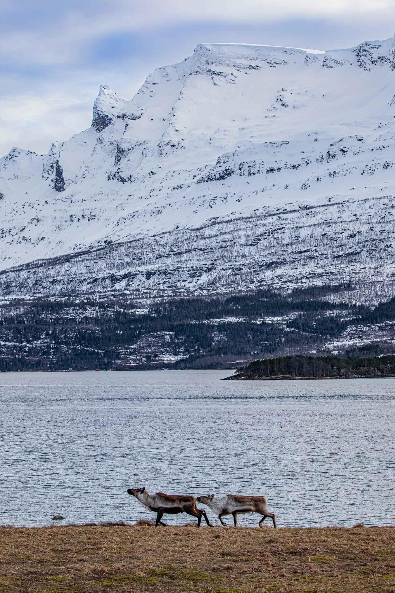 Reindeer right out front