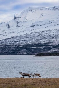 Reindeer right out front