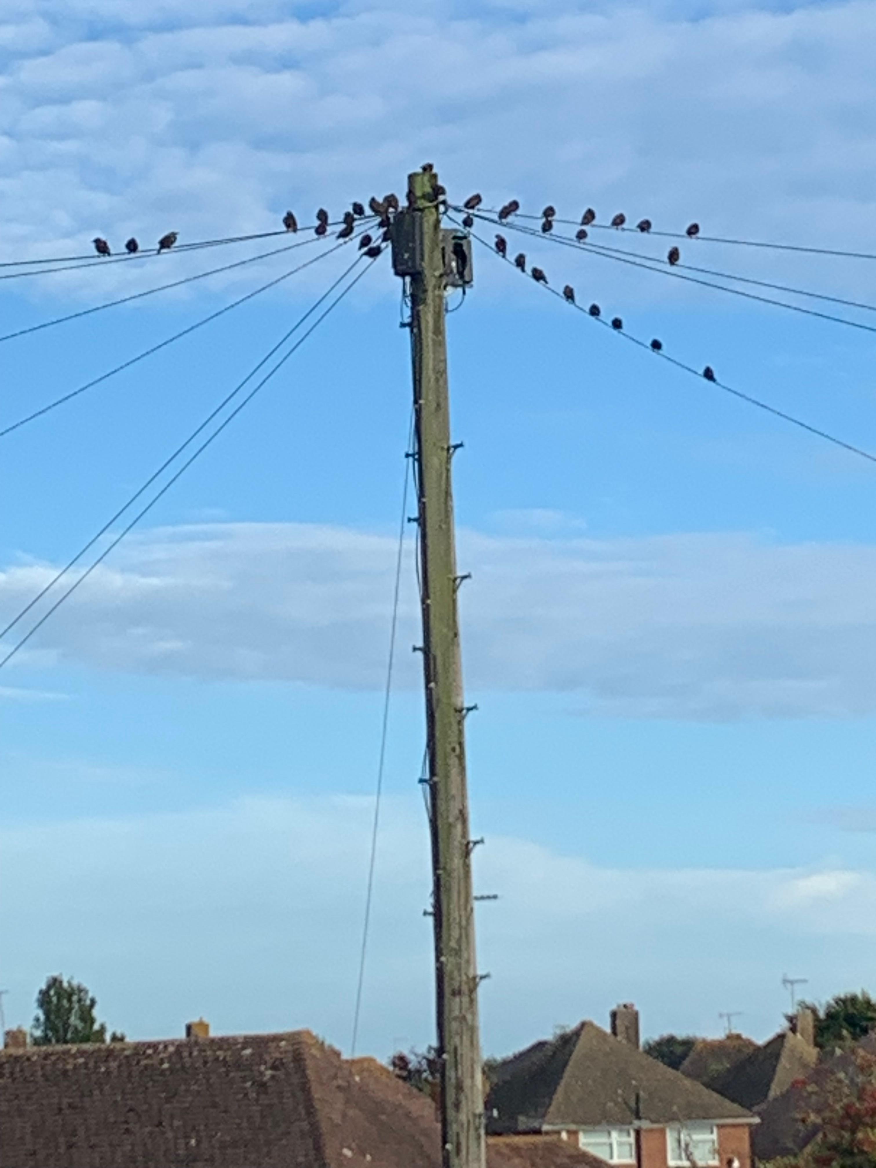 Interesting how these little birds gathered every night as the sun was going down 