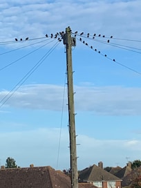 Interesting how these little birds gathered every night as the sun was going down
