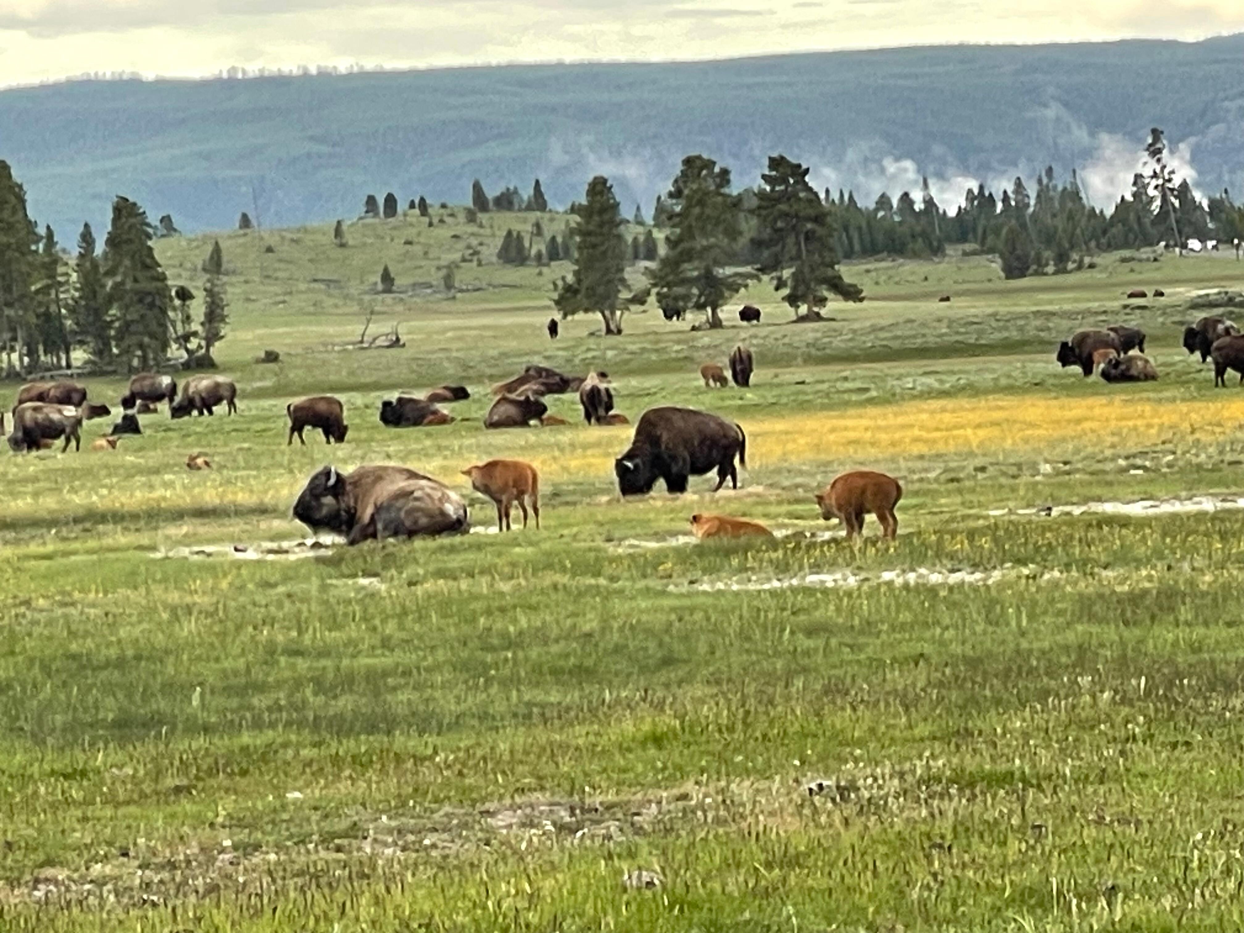 Yellowstone National Park 
