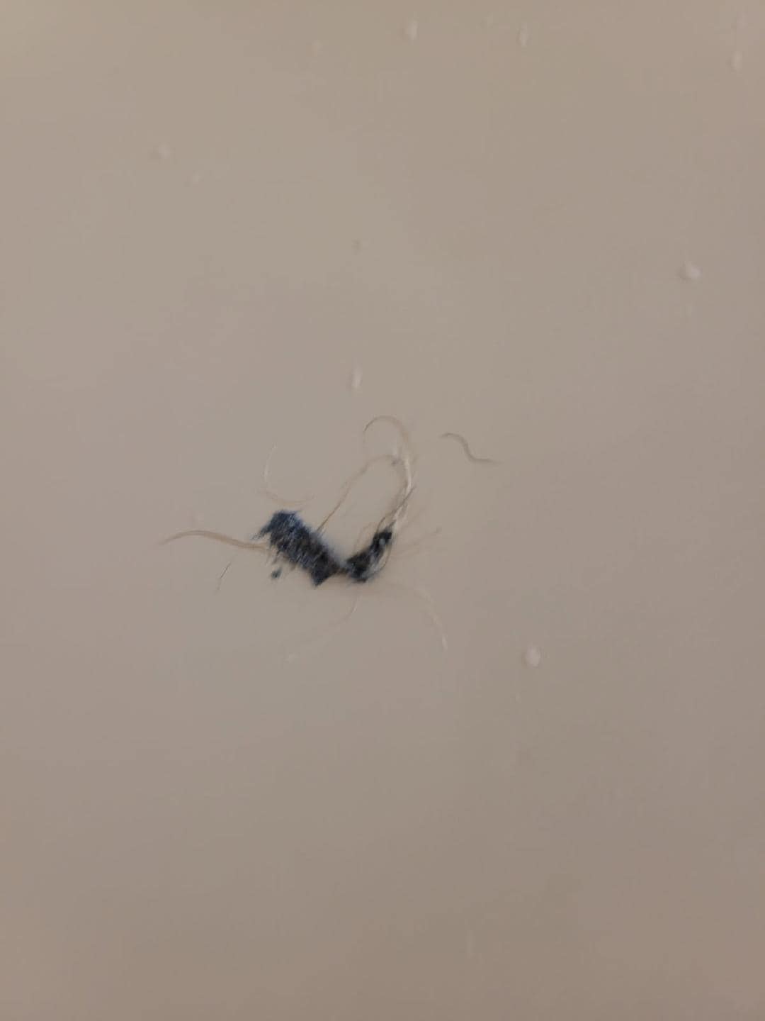 Hair and gum stuck to shower wall