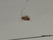 ceci est un animal de compagnie qui est fourni avec la chambre