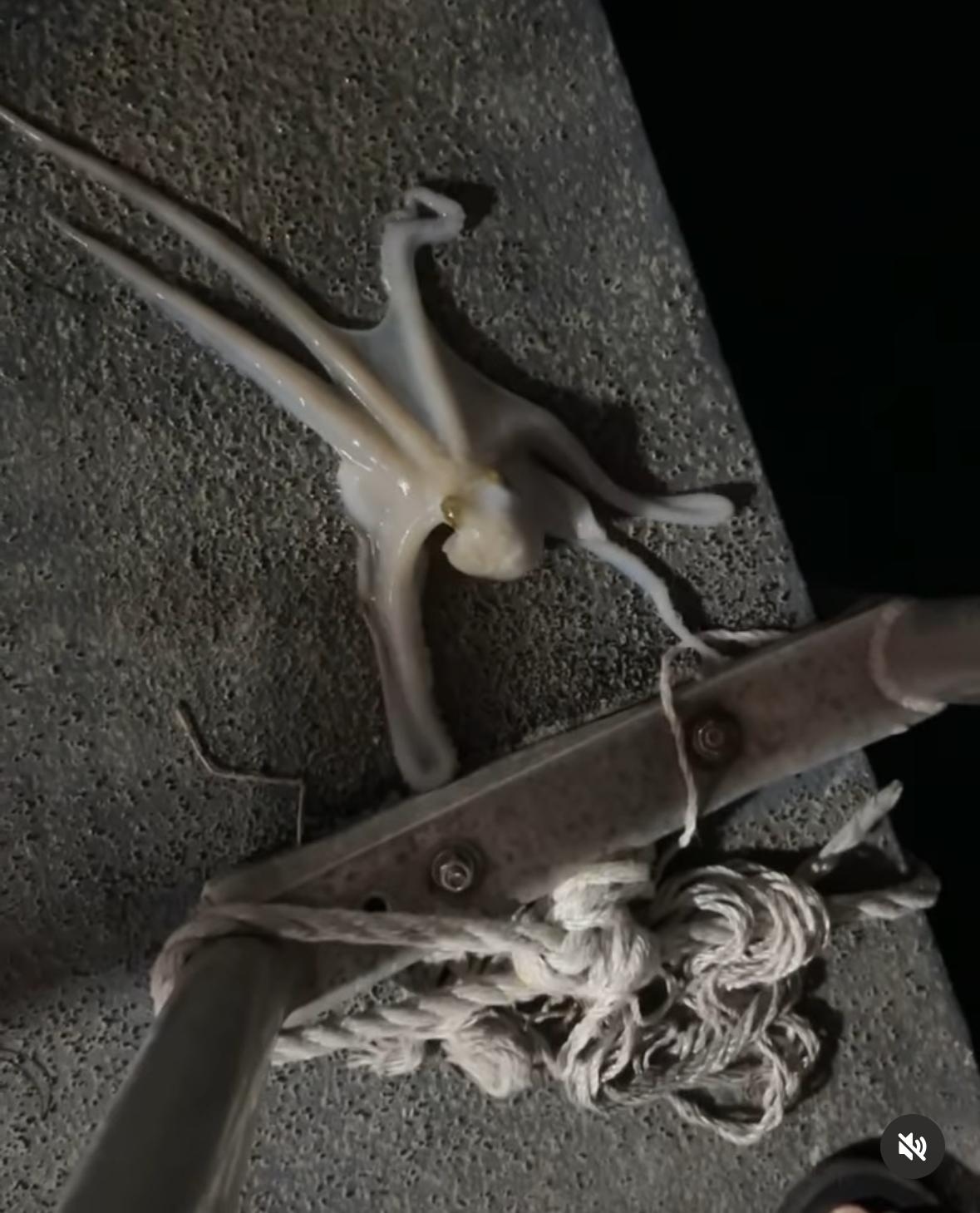 Caught in lobster trap found his way back into the water unharmed!