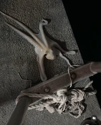 Caught in lobster trap found his way back into the water unharmed!