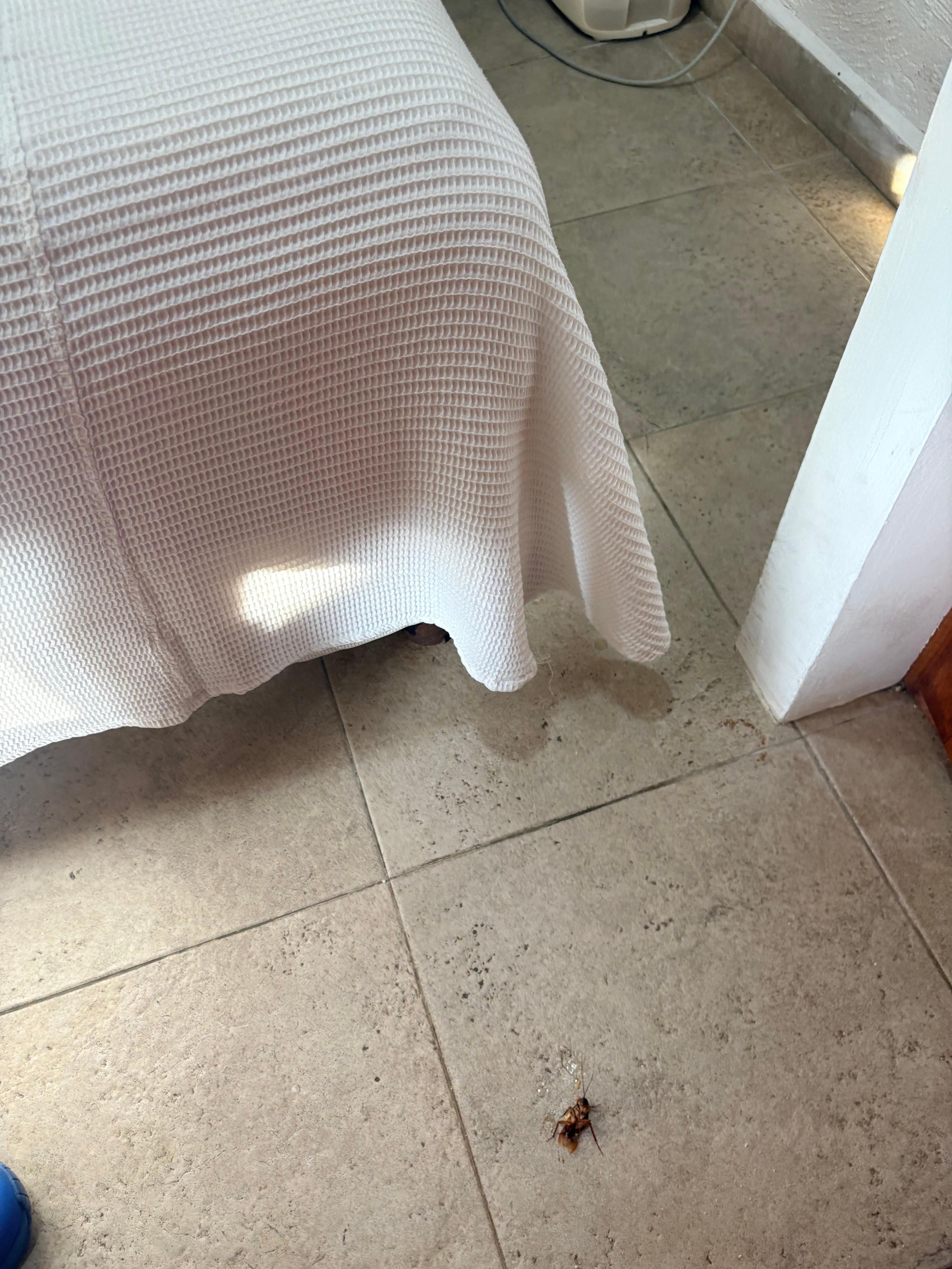 Cucaracha en la habitación 