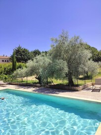 Piscine au bord des oliviers
