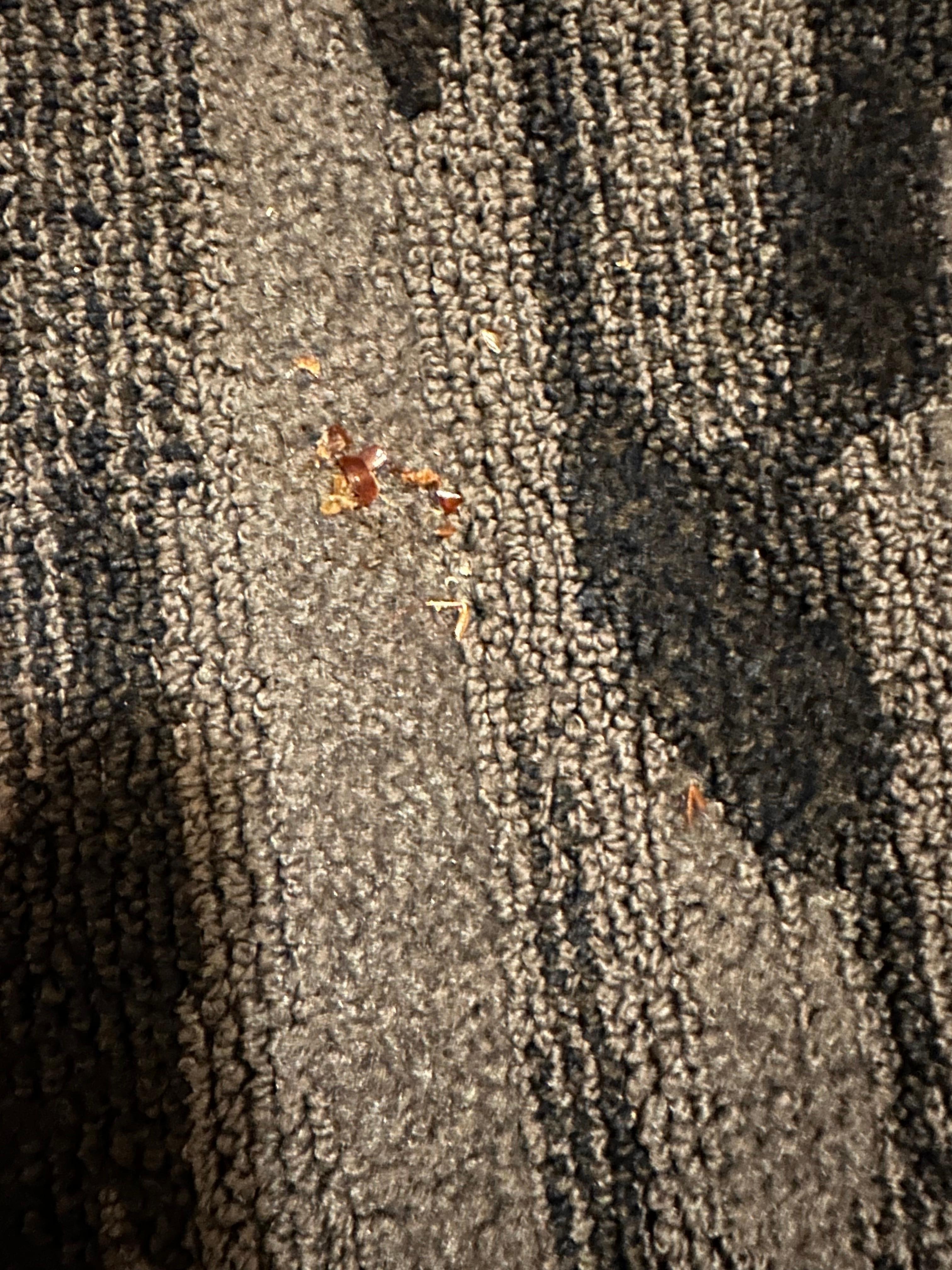 Roach my husband stepped on!