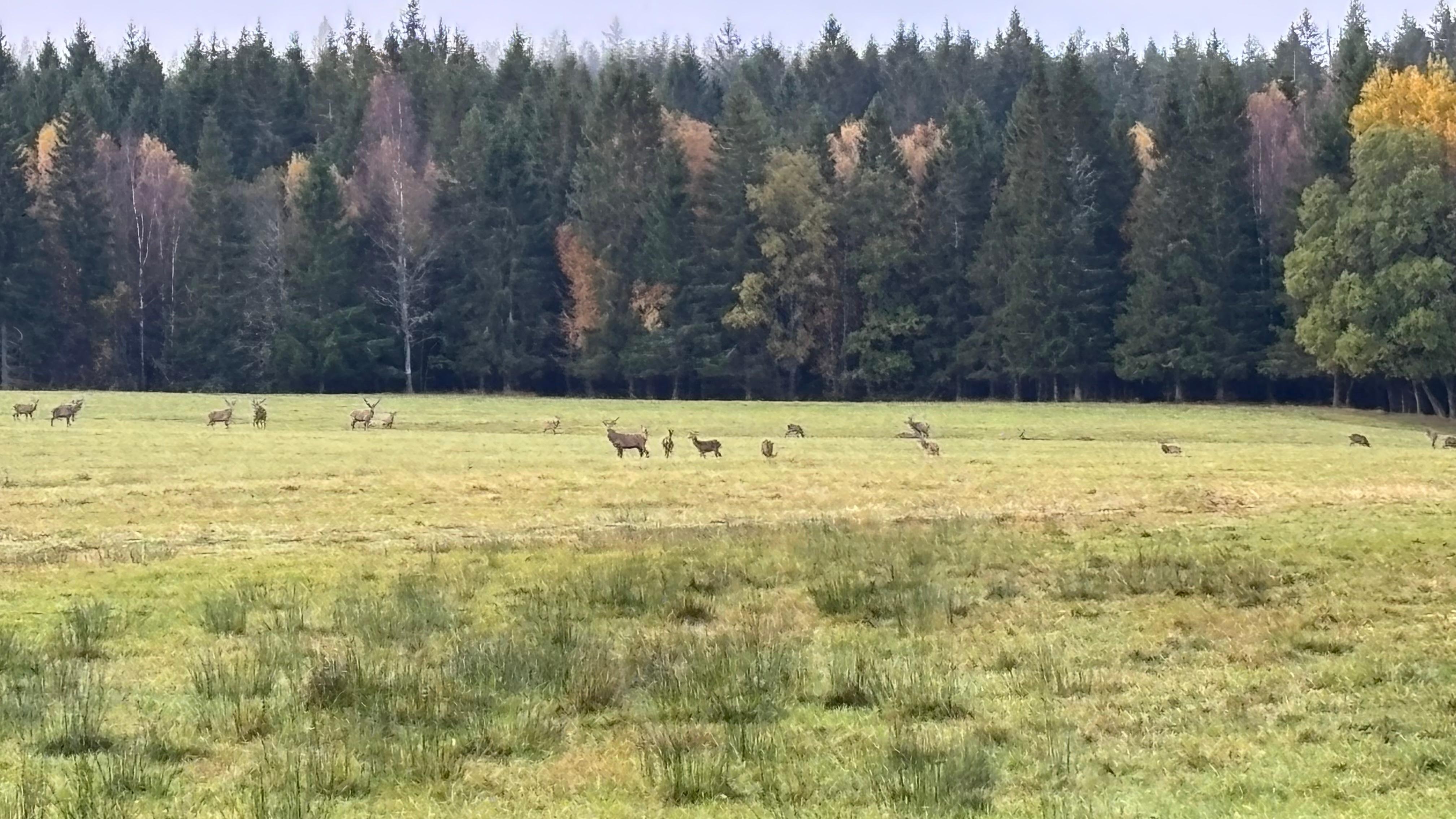 Some of the deer we saw.  