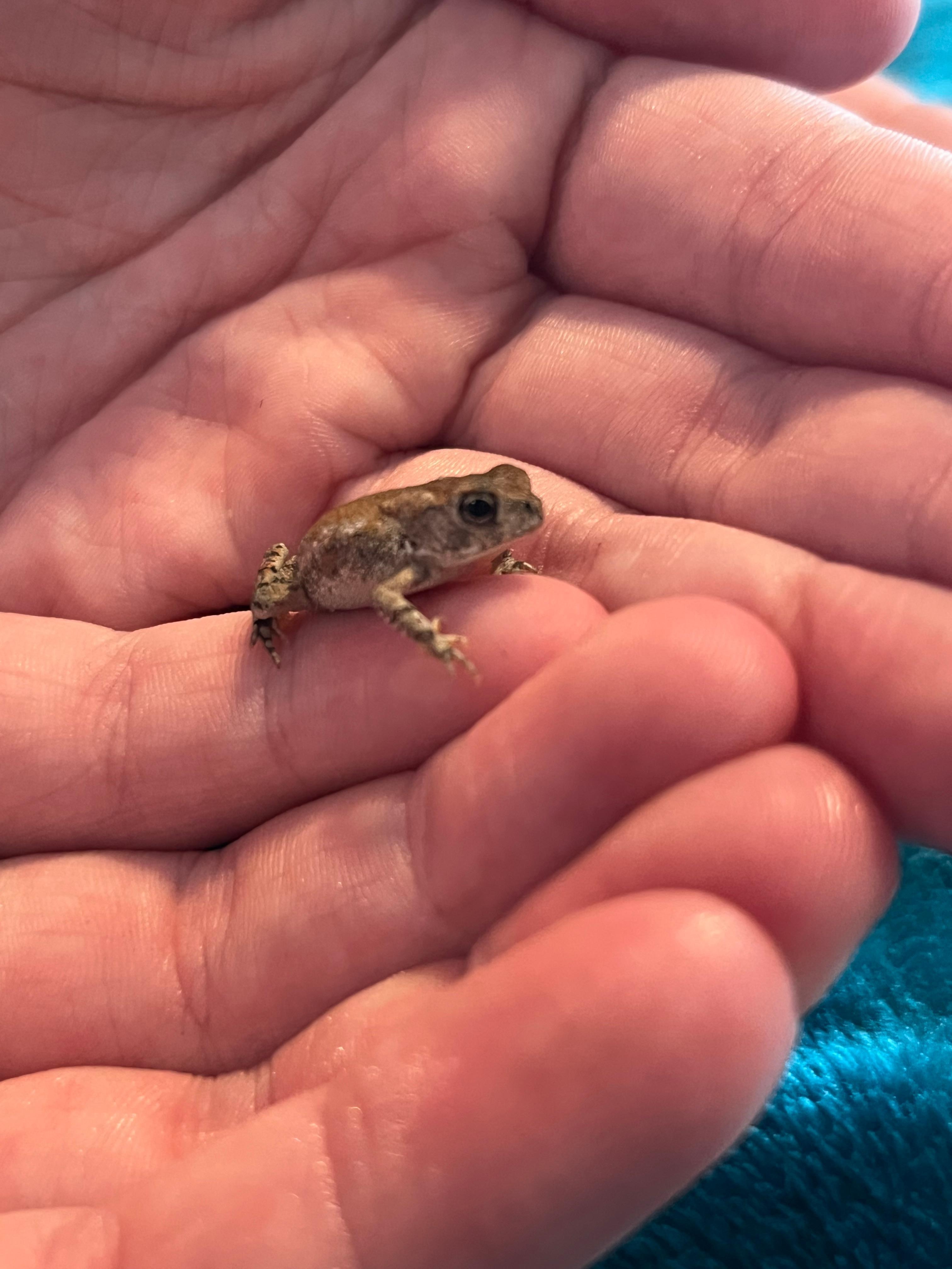 Found a tiny friend downstairs 