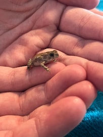 Found a tiny friend downstairs