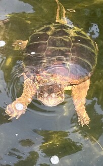 Morning Snapping Turtle visit
