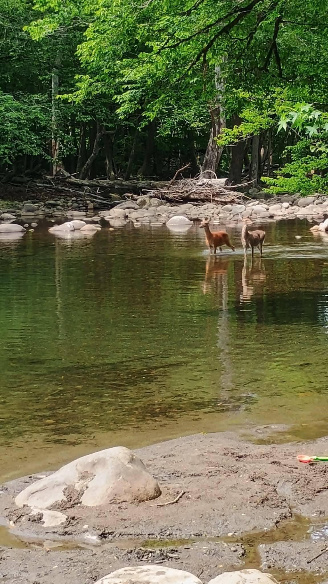 Deer at the swimming hole