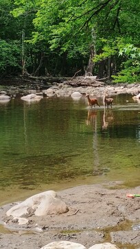 Deer at the swimming hole
