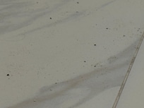 Pubic hair on bathroom floors